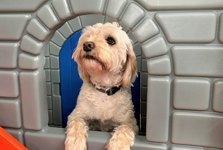 Dog sitting in front of castle