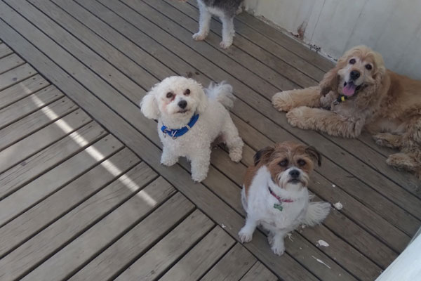 Various dogs on a deck